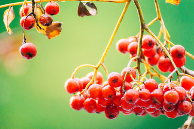 Close-up of rowanberries hanging on tree