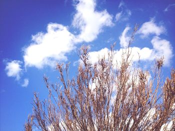 Low angle view of trees against blue sky