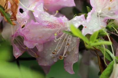 Close-up of wet pink flower