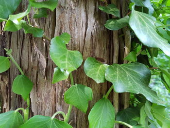 High angle view of ivy growing on field