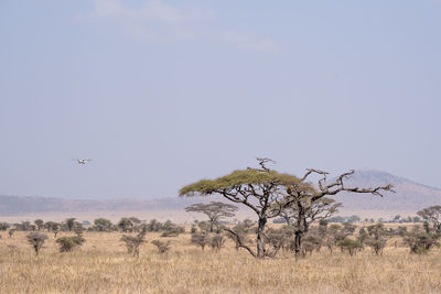 Trees growing on field against clear sky