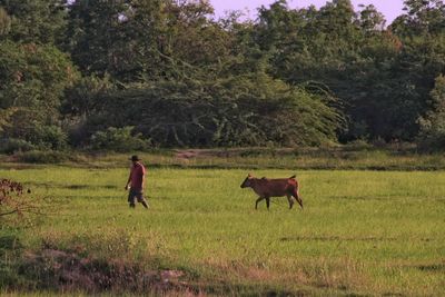 Man and cow walking on field