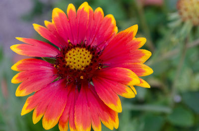 Close-up of flower against blurred background