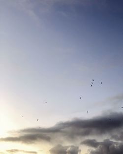 Low angle view of birds flying in sky