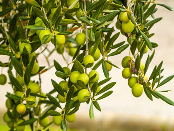 Close-up of berries growing on tree