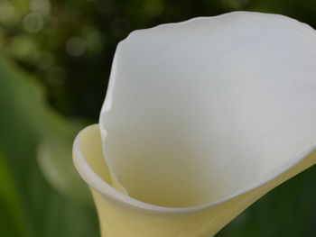 Close-up of white flower blooming outdoors