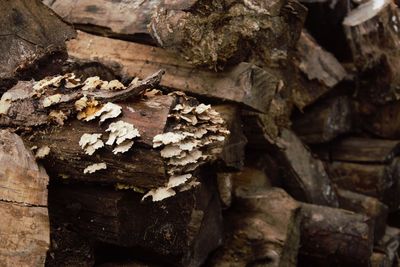 Close-up of mushrooms on log