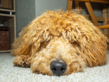 Close-up of a dog at home