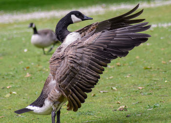 Goose on a field