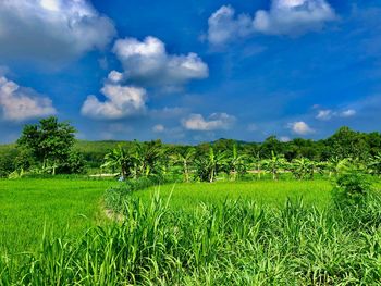 Scenic view of agricultural field against sky