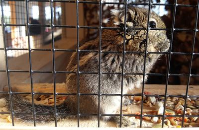 Close-up of cat in cage