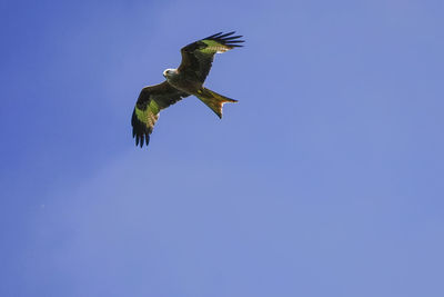 Low angle view of bird flying against clear blue sky