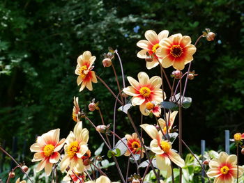 Close-up of yellow clematis flowers