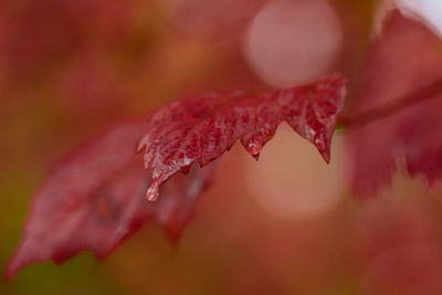 Red leaves