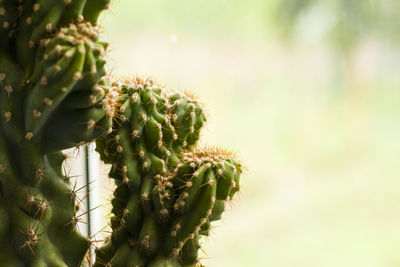 Cactus close-up and macro, daylight, indoor