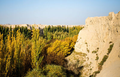 Plants growing on land against clear sky