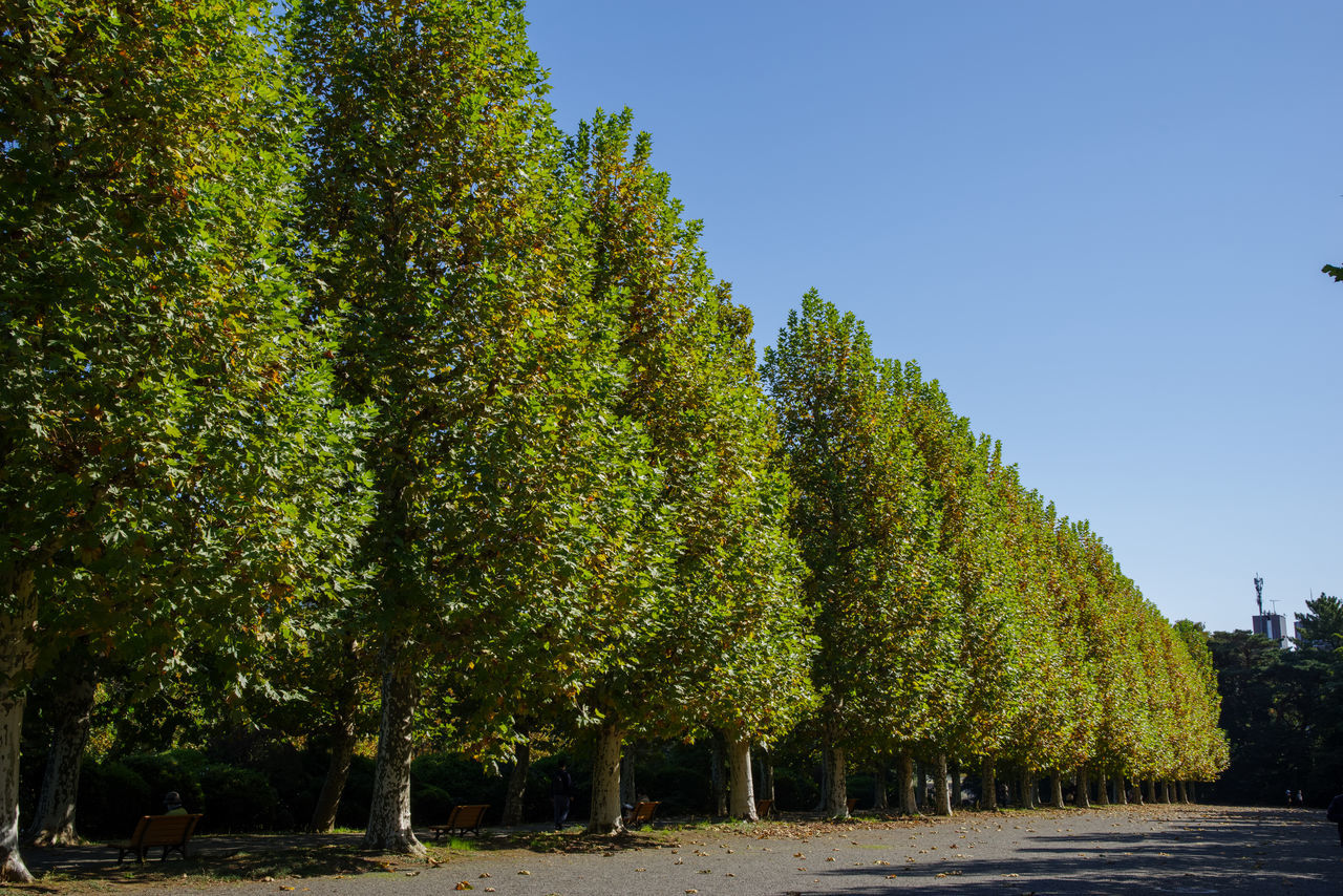 TREES GROWING BY ROAD AGAINST CLEAR SKY
