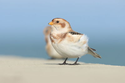 Close-up of bird perching on a wall