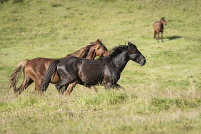 Horses in a farm