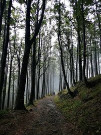 Trees in forest