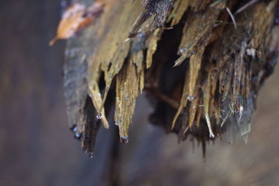 Close-up of plant against blurred background