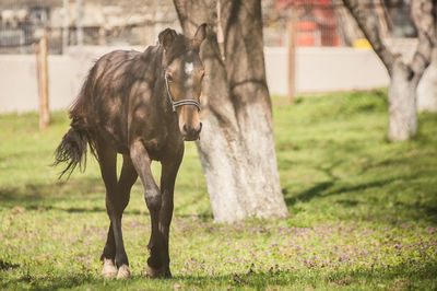 Horse on field