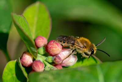 Close-up of bee on flower