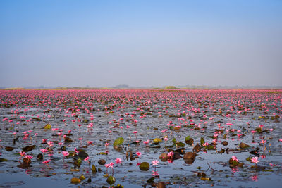 Scenic view of lake against clear sky