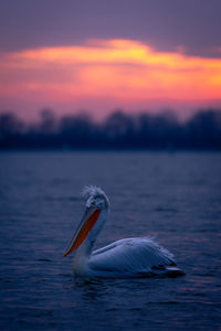 Close-up of pelican