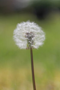 Close-up of dandelion on plant