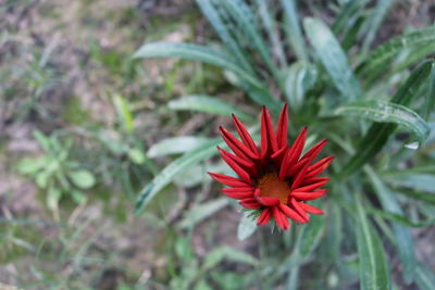 Close-up of red flower