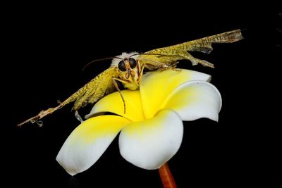 Close-up of insect on yellow flower against black background