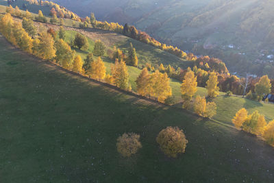 High angle view of road amidst trees