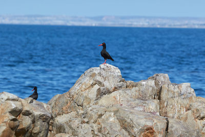 Bird perching on rock by sea against sky