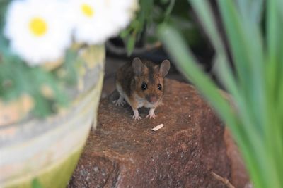 Close up of mouse in garden