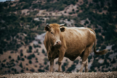 Cow standing in a field