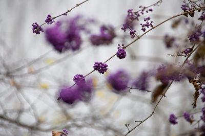 Close-up of pink flowers on branch