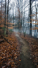 Bare trees in forest during autumn