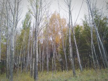 Bare trees in forest