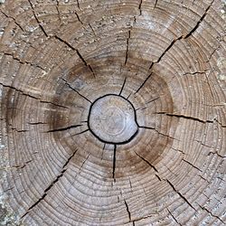 Full frame shot of tree stump