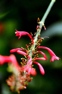 Close-up of flower against blurred background