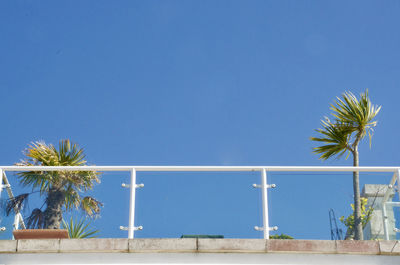 Low angle view of palm trees against clear blue sky