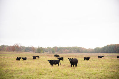 Horses in a field