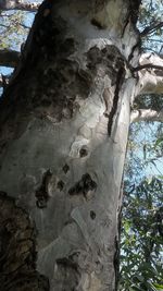 Low angle view of tree against sky