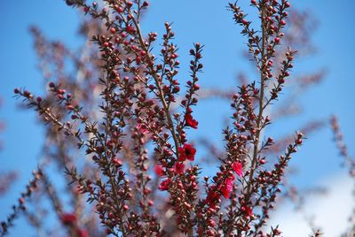 Low angle view of flowering plant against cloudy sky