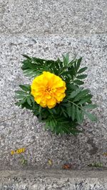 Close-up of yellow flower