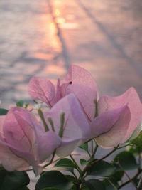 Close-up of pink flower