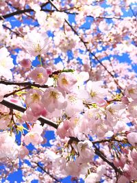 Close-up of cherry tree against sky