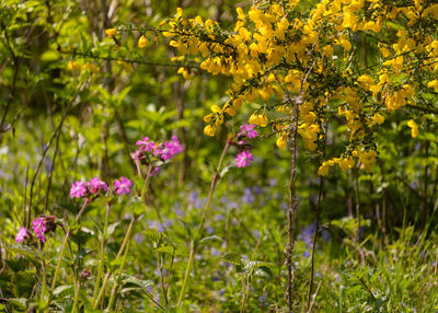 Close-up of purple and yellow flowering plants on field