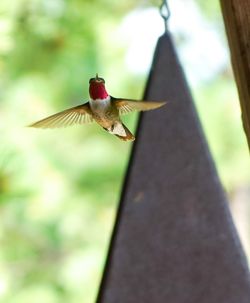 Close-up of bird flying against blurred background